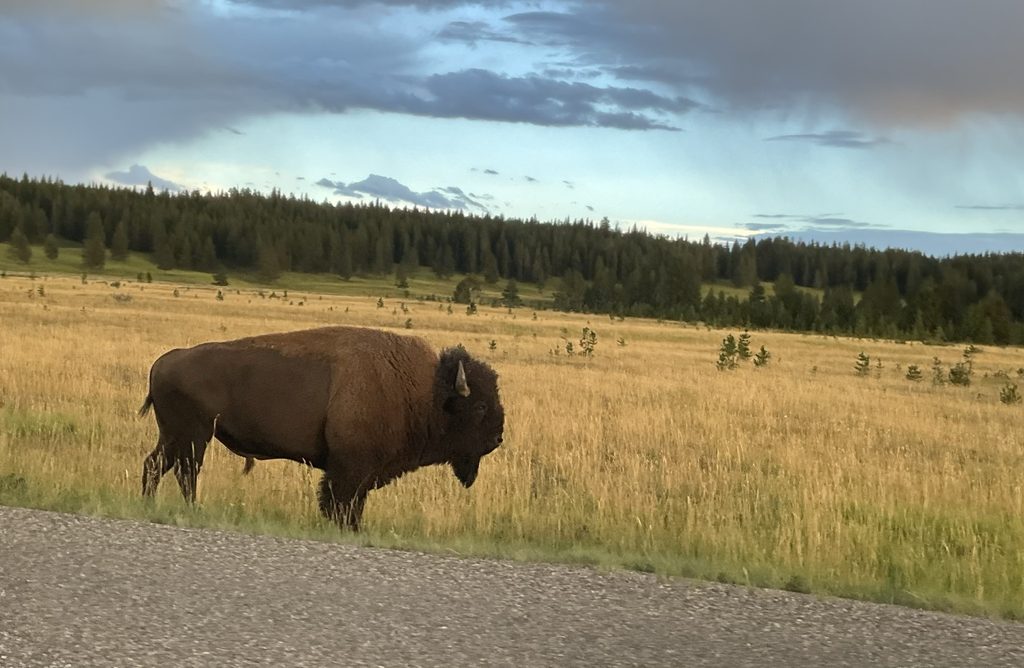 American bison grazing in a golden meadow surrounded by pine forest in Yellowstone National Park.